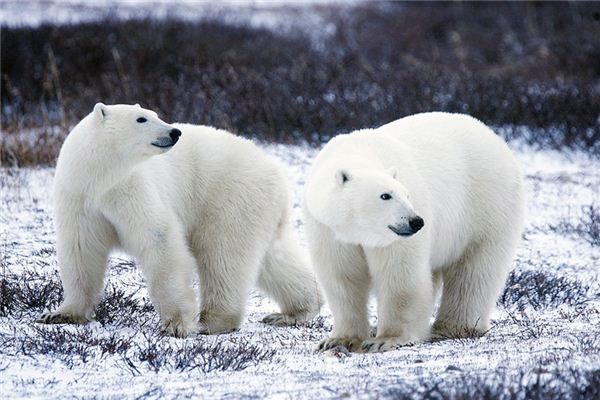 梦见北极熊是什么意思